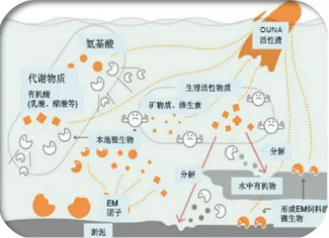 微生(shēng)物(wù)技術應用于黑臭河流治理的專業知(zhī)識(圖3)